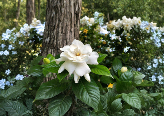 Gardenia Jasminoides Seeds – Fragrant Creamy White Flowers, Evergreen Shrub, 20 Seeds