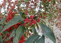 Kurogane Holly Seeds – Evergreen Ilex rotunda with Glossy Round Leaves and Red Berries, Ornamental Garden Tree, 25 Seeds