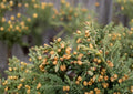 Rocky Mountain Juniper Seeds – Evergreen Conifer, Blue-Green Foliage, Drought Tolerant, Juniperus scopulorum, Landscape Tree