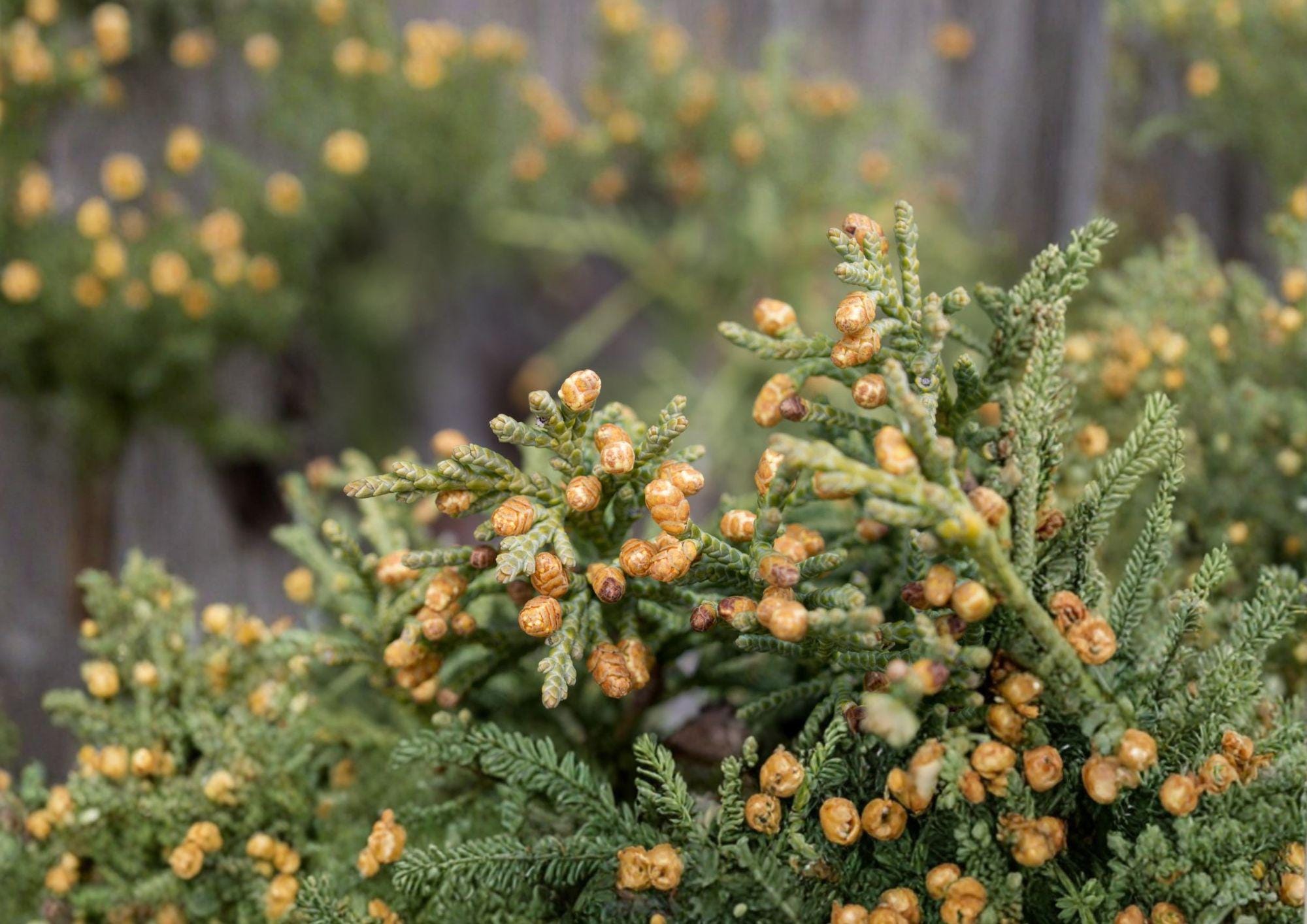 Rocky Mountain Juniper Seeds – Evergreen Conifer, Blue-Green Foliage, Drought Tolerant, Juniperus scopulorum, Landscape Tree