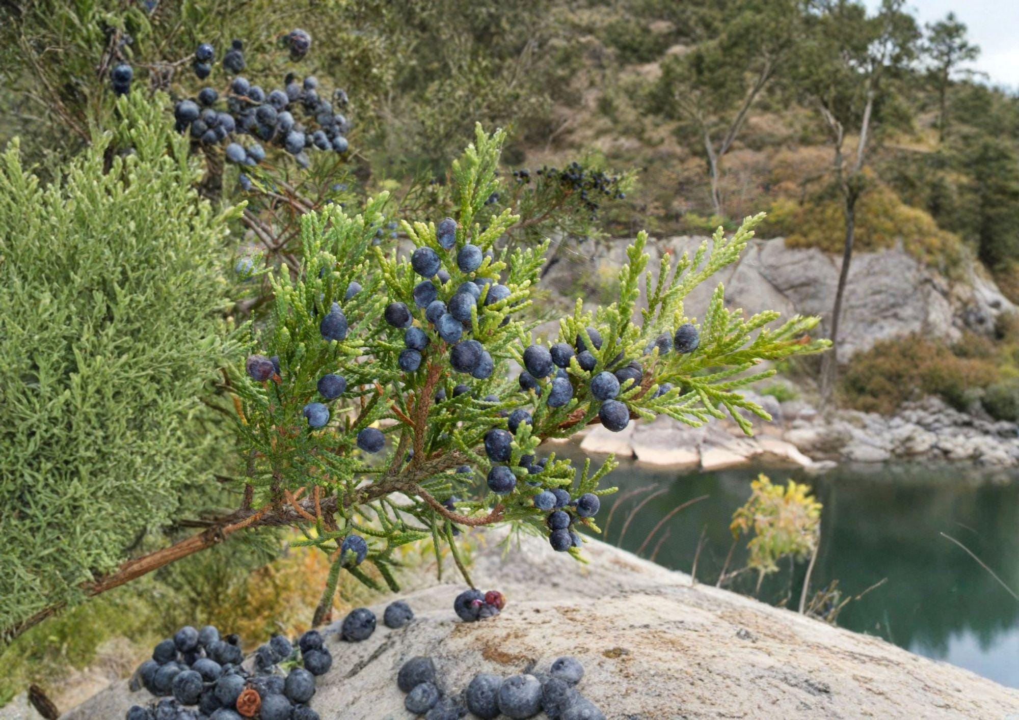Eastern Red Cedar Seeds – Native Evergreen Tree, Drought Tolerant, Wildlife-Friendly, Juniperus virginiana – 25 Seeds