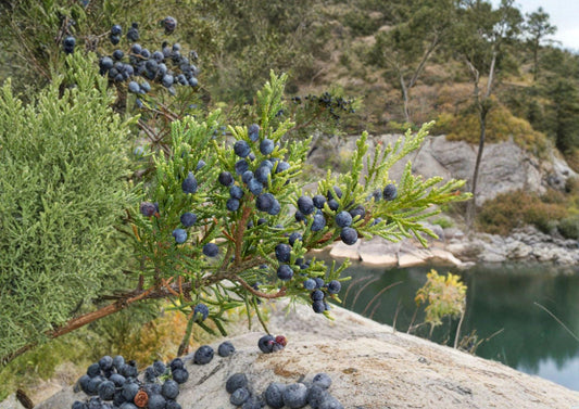 Eastern Red Cedar Seeds – Native Evergreen Tree, Drought Tolerant, Wildlife-Friendly, Juniperus virginiana – 25 Seeds