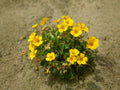 Korean Lespedeza Seeds (100) | Fast-Growing Legume for Soil Improvement & Erosion Control | Kummerowia stipulacea