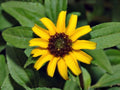 Yellow Rose of Sharon Seeds, Hibiscus hamabo, Ornamental Shrub, Soft Yellow Blooms, Hardy Hibiscus, Garden Planting, Tropical Look
