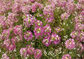 Dwarf Pink Sweet Alyssum Seeds – Fragrant Low-Growing Flower for Borders, Containers, Pollinators – Lobularia maritima