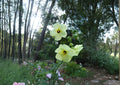 Hardy Yellow Hibiscus Seeds – Hibiscus hamabo Rare Tropical Flowering Shrub for Gardens and Coastal Landscapes