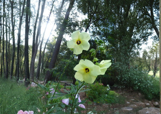 Hardy Yellow Hibiscus Seeds – Hibiscus hamabo Rare Tropical Flowering Shrub for Gardens and Coastal Landscapes