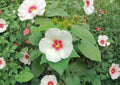 Hibiscus Lasiocarpos Seeds – Native Woolly Rose Mallow with Pink Flowers, Wetland Perennial for Rain Gardens & Moist Landscapes