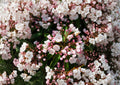 Kalmia Latifolia Mountain Laurel Seeds – Native Evergreen Shrub with Pink White Flowers, Woodland Garden, Ornamental Plant