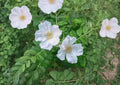 Rosa Rugosa Alba White Beach Rose Seeds – Fragrant Coastal Wild Plant for Hedges & Wildlife Gardens (25)