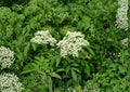 American Elderberry Seeds – Native Shrub for Edible Gardens, Wildlife, White Flowers – Sambucus canadensis, Nutritious Dark Purple Berries