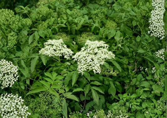 American Elderberry Seeds – Native Shrub for Edible Gardens, Wildlife, White Flowers – Sambucus canadensis, Nutritious Dark Purple Berries