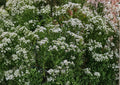 Mountain Mint Seeds – Pycnanthemum Virginianum Native Wildflower Herb for Gardens, Pollinator-Friendly, Fragrant Foliage, White Flowers