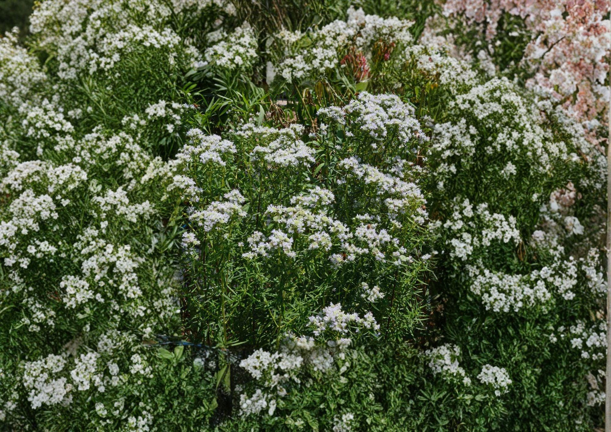 Mountain Mint Seeds – Pycnanthemum Virginianum Native Wildflower Herb for Gardens, Pollinator-Friendly, Fragrant Foliage, White Flowers