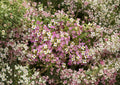Dwarf Pink Sweet Alyssum Seeds – Fragrant Low-Growing Annual for Borders, Containers, Pollinator Gardens – Lobularia maritima