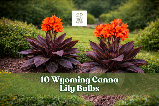 10 Canna Lily Bulbs - Dark Tropical Red Blooms - Wyoming Canna Indica - Easy to Grow, Full Sun, Garden Accent