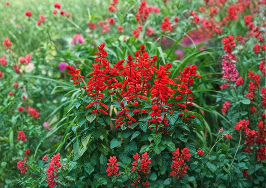 Scarlet Sage Seeds, Salvia coccinea, Pollinator-Friendly, Medicinal & Culinary Herb, Vibrant Red Flowers, Butterfly & Hummingbird Attractant