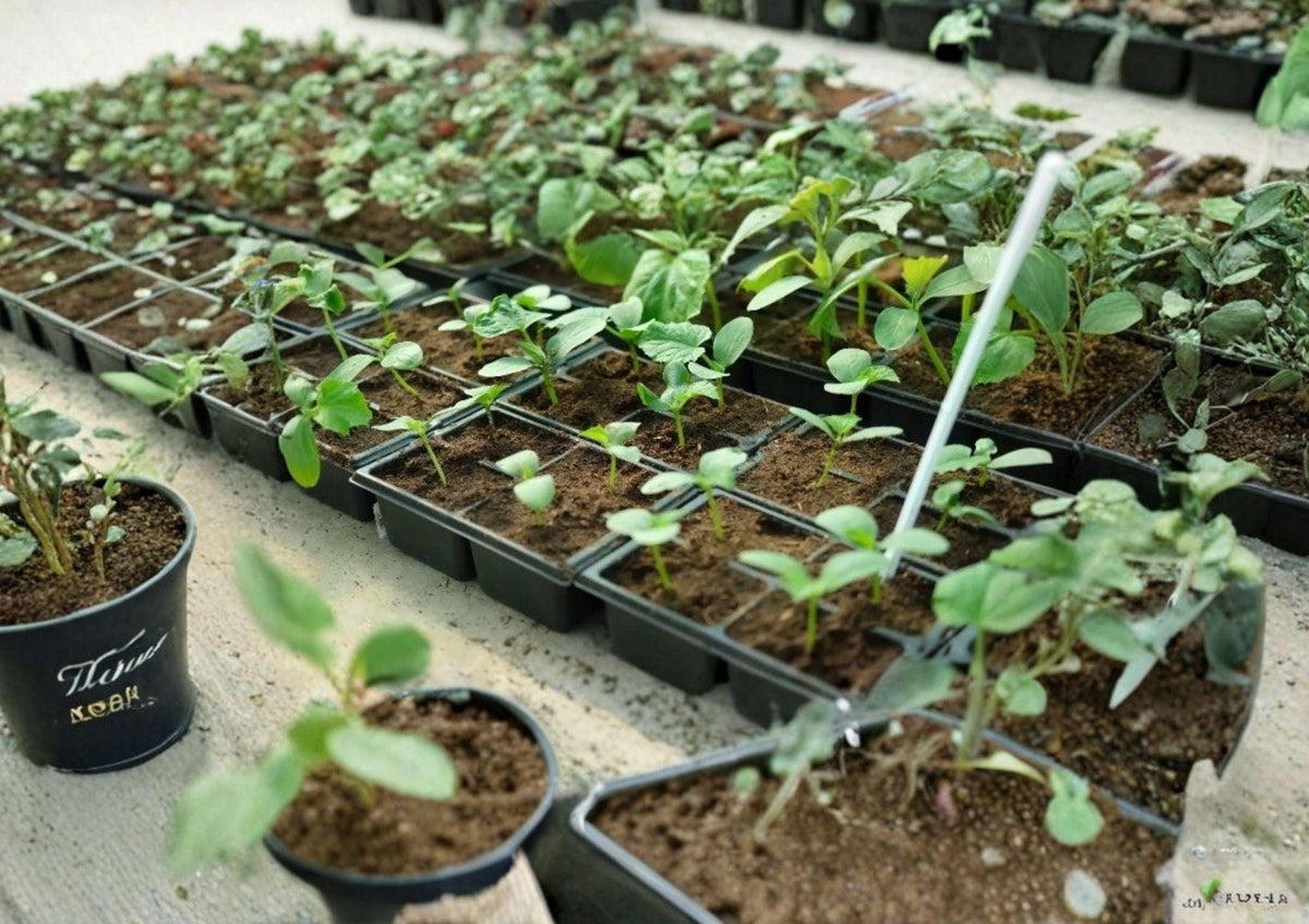 Water Pepper Herb Seeds, 50+ Polygonum hydropiper, Heirloom Non-GMO Culinary & Medicinal Herb for Garden Planting