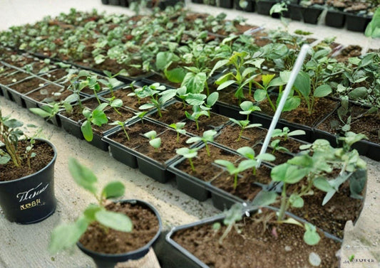 Water Pepper Herb Seeds, 50+ Polygonum hydropiper, Heirloom Non-GMO Culinary & Medicinal Herb for Garden Planting