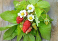 50+ Alexandria Strawberry Seeds - Heirloom Alpine Miniature Fruit, Everbearing, Non-GMO, Garden Planting, Container, Edible Landscape