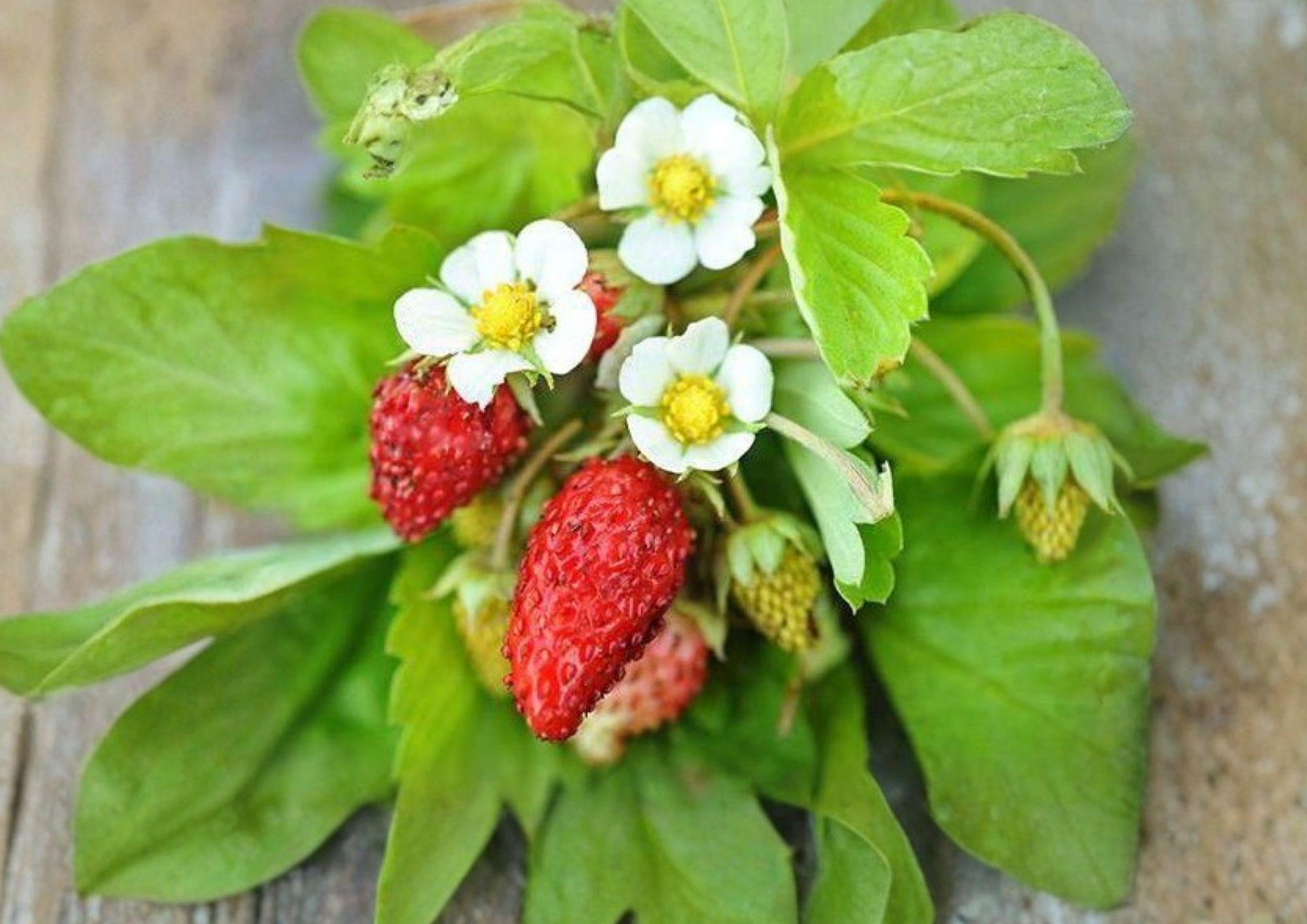 50+ Alexandria Strawberry Seeds - Heirloom Alpine Miniature Fruit, Everbearing, Non-GMO, Garden Planting, Container, Edible Landscape