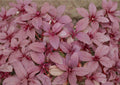 Red Garnet Amaranth Seeds, Non-GMO Heirloom, Edible Ornamental Vegetable, Grain & Leaf Crop, Amaranthus cruentus
