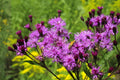 Sand Dropseed Seeds - Native Prairie Grass, Drought Tolerant, Fine Foliage, Erosion Control, Sporobolus cryptandrus, 100 Seeds