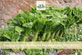 500 Asparagus Lettuce Seeds - New Yu Mai (Lactuca sativa var. angustana) Cool-Season Leafy Vegetable for Garden Beds