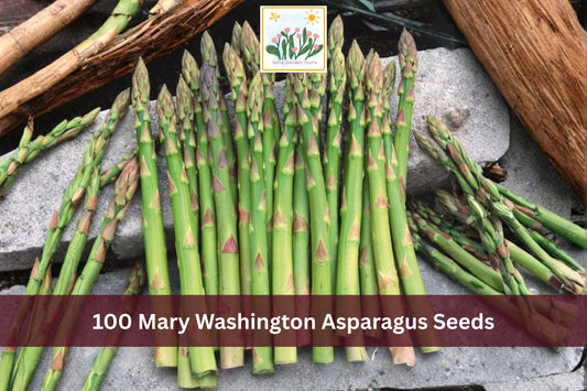 100 Mary Washington Asparagus Seeds | Perennial Vegetable, Green Spears, Asparagus officinalis, Full Sun, Well-Draining Soil