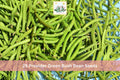 Provider Green Bush Bean Seeds – Phaseolus vulgaris, Early Bush Variety, 25 Seeds for Vegetable Garden, Green Pods