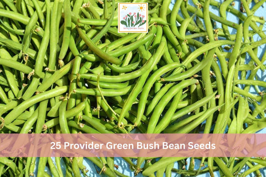 Provider Green Bush Bean Seeds – Phaseolus vulgaris, Early Bush Variety, 25 Seeds for Vegetable Garden, Green Pods