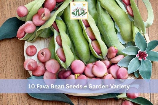 10 Fava Bean Seeds – Garden Variety Vicia faba, Cool-Season Edible Vegetable, Broad Bean Seeds for Spring & Fall Gardens