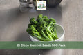 Di Cicco Broccoli Seeds 500 Pack – Brassica oleracea var. italica, Heirloom Vegetable Seeds for Cool Season Gardens