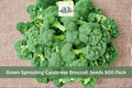 Green Sprouting Calabrese Broccoli Seeds 500 Pack – Brassica oleracea var. italica, Heirloom Vegetable Seeds for Garden, Cool Season Crop