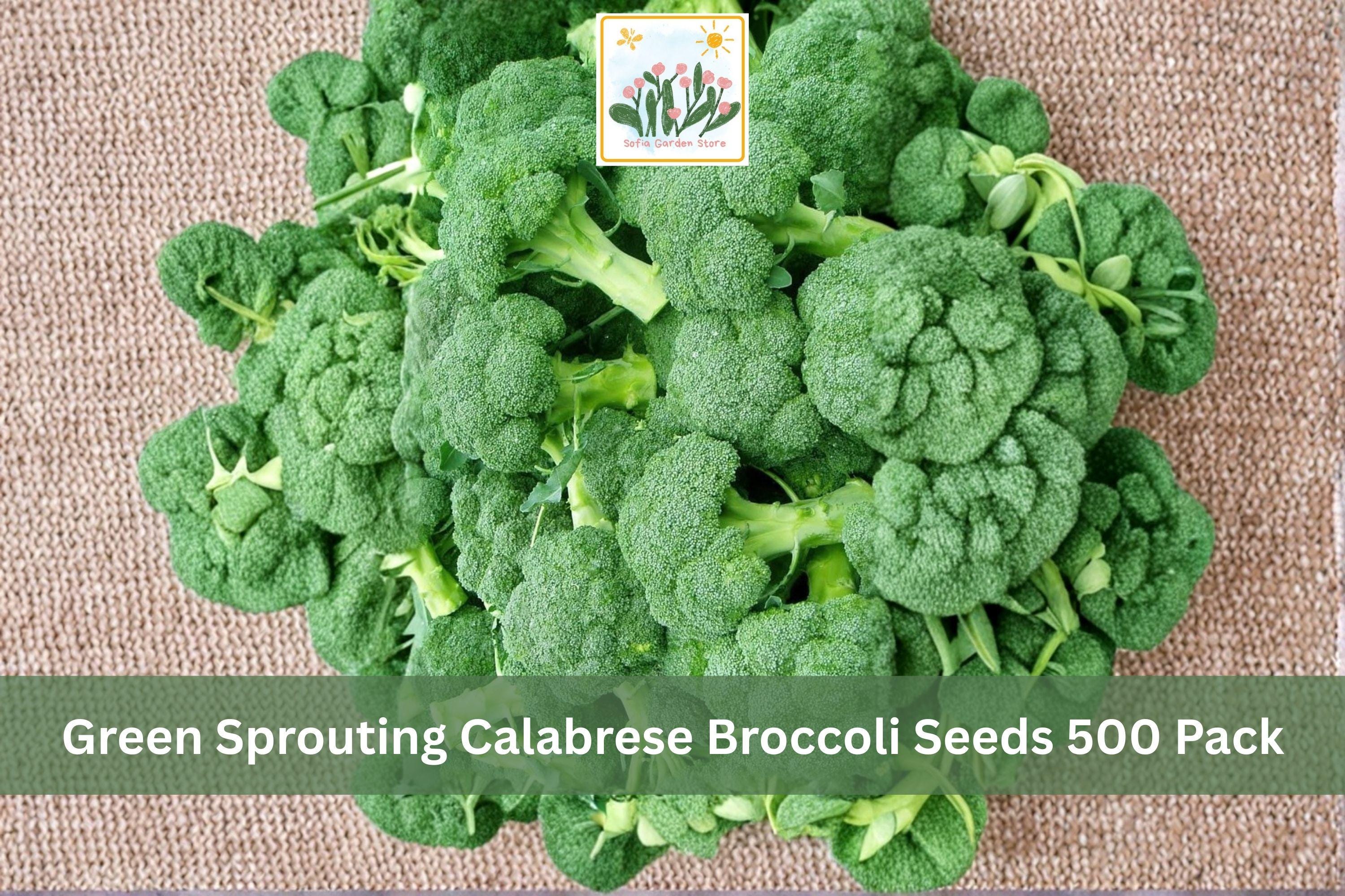 Green Sprouting Calabrese Broccoli Seeds 500 Pack – Brassica oleracea var. italica, Heirloom Vegetable Seeds for Garden, Cool Season Crop