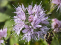 Indian Tobacco Seeds – Lobelia inflata, Native Wildflower for Woodland Gardens & Pollinator Habitats, 100 Seeds