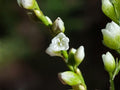 Illinois Rose Seeds – Native Climbing Rose with Fragrant Pink Blooms & Bright Red Rose Hips – Rosa setigera