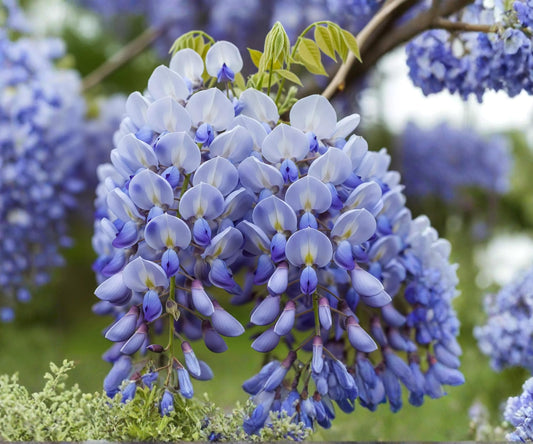 Chinese Wisteria Live Plant 1-2 Ft, Wisteria sinensis, Purple Flower Vine, Climbing Ornamental Vine for Trellises & Fences