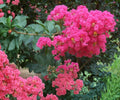 Crape Myrtle Live Plants - 6" Rooted Cuttings - Hot Pink Lagerstroemia Tree - Ornamental Flowering Shrubs