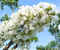 Crape Myrtle Live Plants – 6" Rooted Cuttings – Snow White Lagerstroemia Tree – Ornamental Flowering Shrub for Garden & Landscape