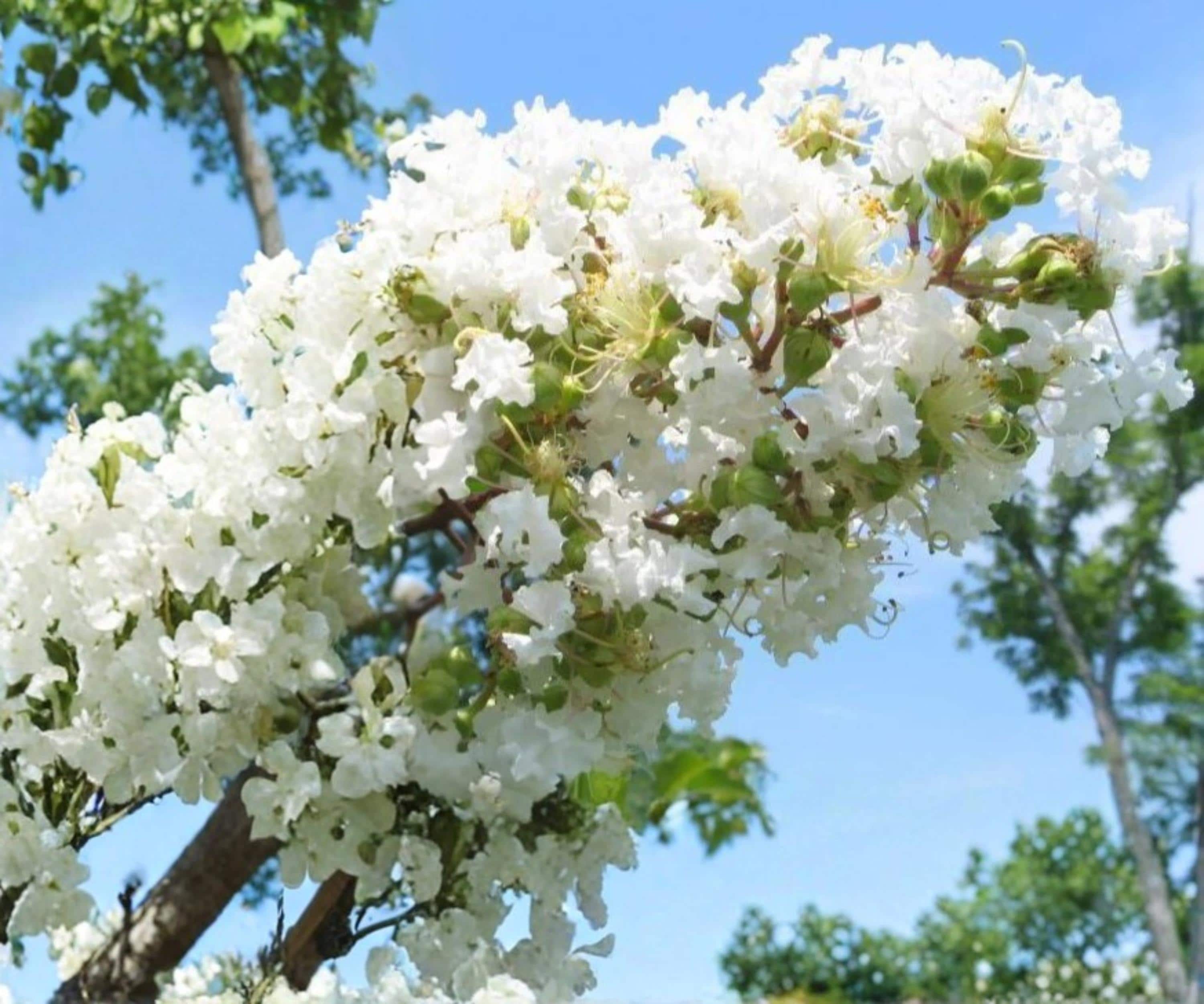 Crape Myrtle Live Plants – 6" Rooted Cuttings – Snow White Lagerstroemia Tree – Ornamental Flowering Shrub for Garden & Landscape