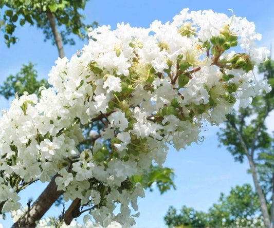 Crape Myrtle Live Plants – 6" Rooted Cuttings – Snow White Lagerstroemia Tree – Ornamental Flowering Shrub for Garden & Landscape
