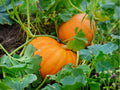Small Sugar Pumpkin Seeds – 10 Count, Pie Baking Variety, Cucurbita pepo, for Baking & Cooking