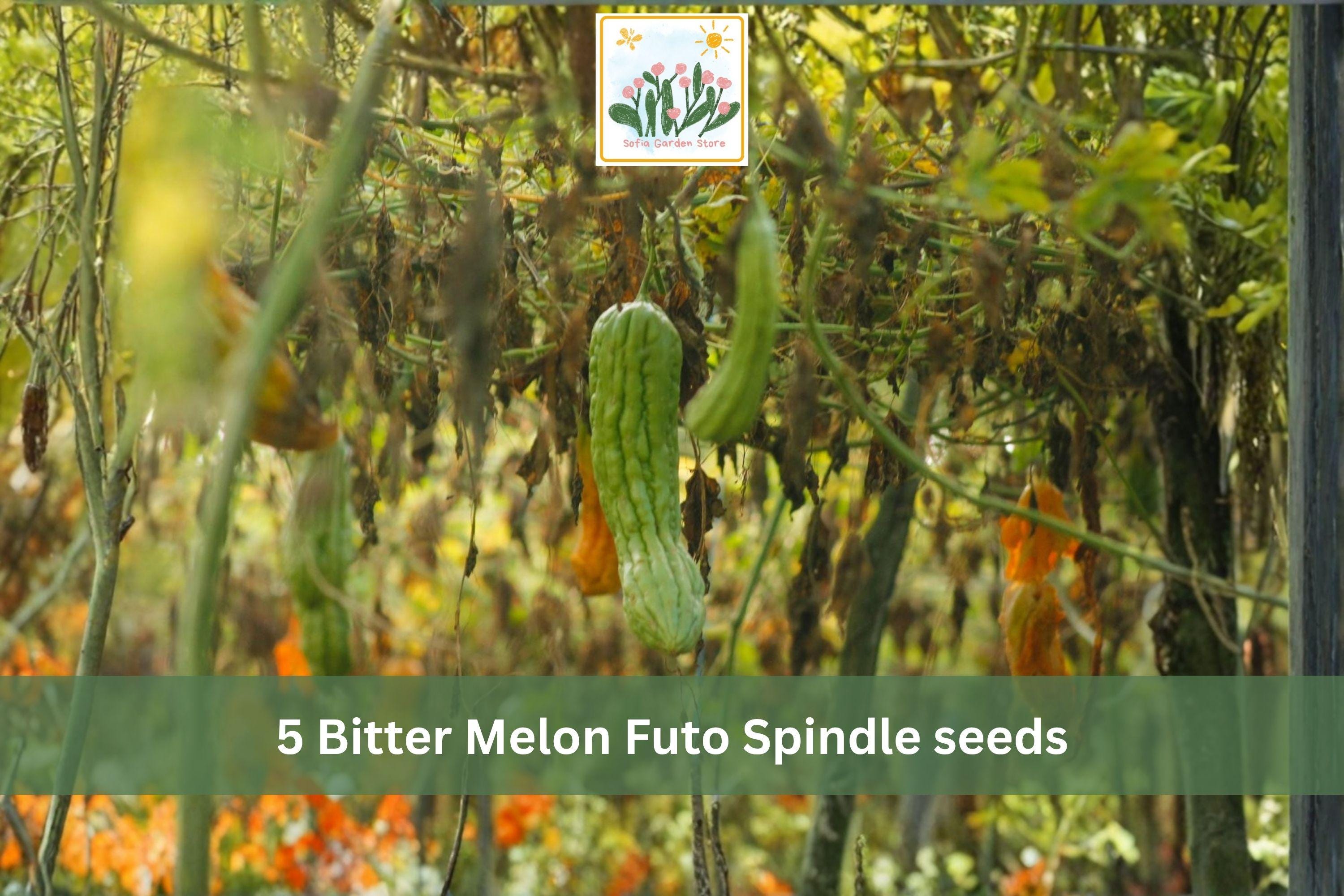Bitter Melon Futo Spindle Seeds – Asian Gourd Vegetable, Climbing Vine, Momordica charantia, 5 Seeds
