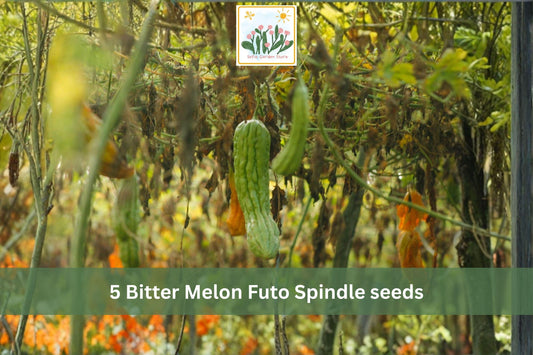 Bitter Melon Futo Spindle Seeds – Asian Gourd Vegetable, Climbing Vine, Momordica charantia, 5 Seeds