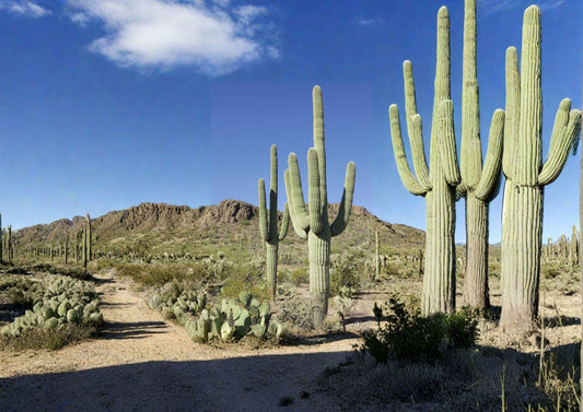 Carnegiea Gigantea Saguaro Cactus Seeds - Iconic Desert Succulent for Xeriscape Gardens and Cactus Collection