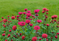 Scarlet Bee Balm Seeds - Monarda Didyma Bright Red Perennial Wildflower for Pollinator Gardens, Hummingbirds & Butterflies