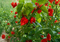 Habanero Hot Pepper Seeds - Non-GMO Heirloom Chili for Spicy Garden, Salsas & Hot Sauces - Capsicum chinense