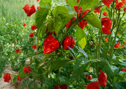 Habanero Hot Pepper Seeds - Non-GMO Heirloom Chili for Spicy Garden, Salsas & Hot Sauces - Capsicum chinense