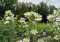 Pycnanthemum Pilosum Hairy Mountain Mint Seeds, Native Aromatic Herb for Pollinator Gardens & Prairie Landscapes, 1000 Seeds